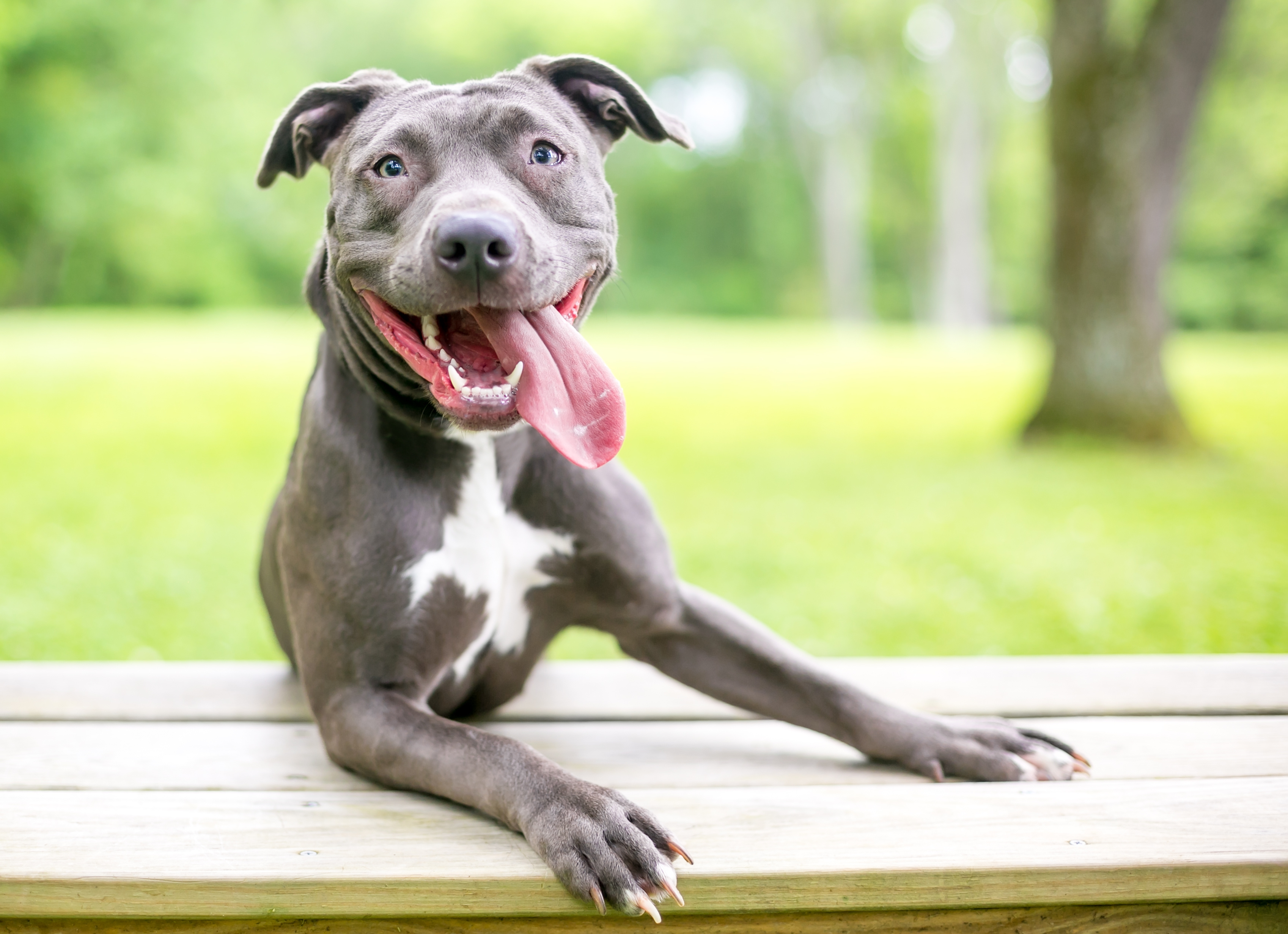 Happy pup